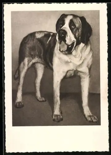 AK Bernhardiner, der schöne Rassehund