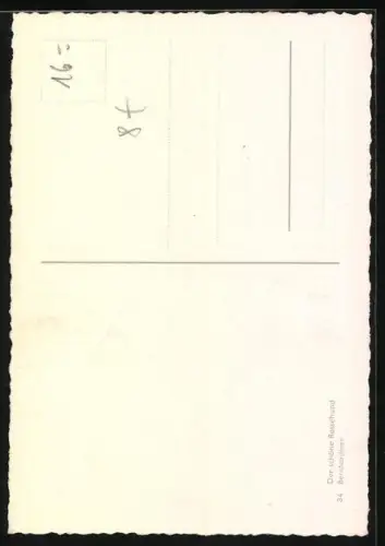 AK Bernhardiner, der schöne Rassehund