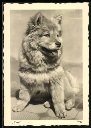 AK Hundewelpen Petzi