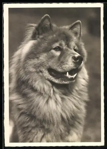 AK Portrait eines Chow Chow
