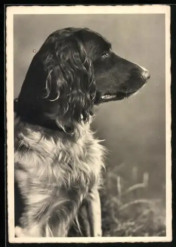 AK Hund mit wachem Blick, Seitenportrait
