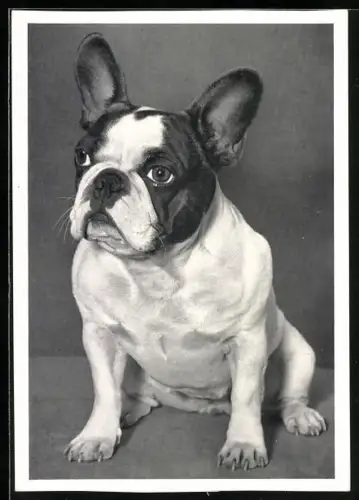 AK Portrait einer jungen französischen Bulldogge
