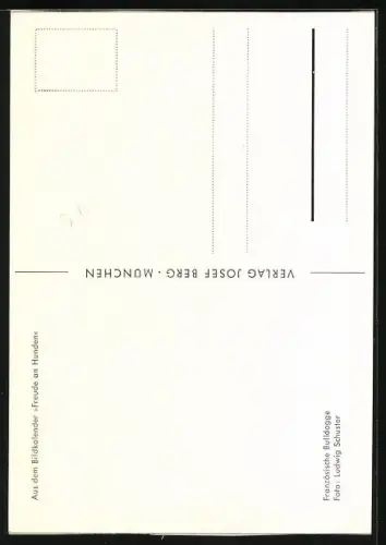 AK Portrait einer jungen französischen Bulldogge