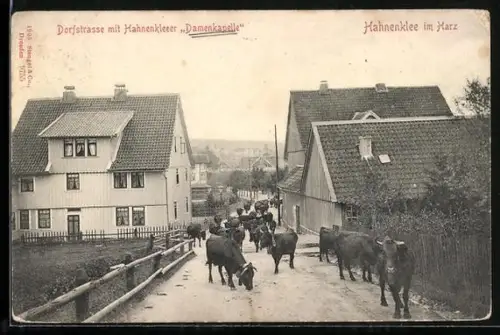 AK Hahnenklee, Dorfstrasse mit Hahnenkleer Damenkapelle und Viehtrieb