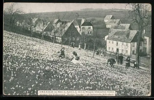 AK Drebach, Bürger sammeln Krokusse