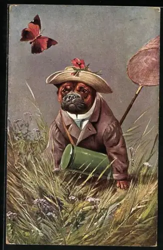AK vermenschlichte Tiere, Bulldogge in Anzug mit Hut und Kescher, Schmetterling