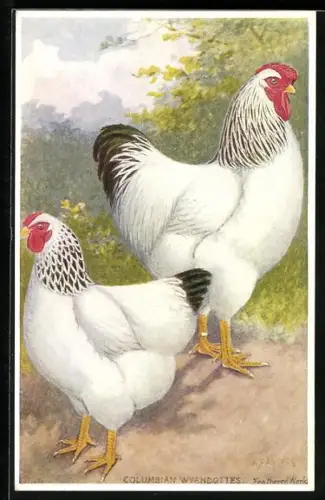Künstler-AK Hahn und Henne der Rasse Columbian Wyandottes