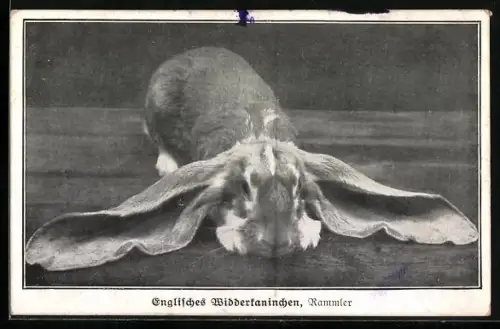 AK Englisches Widderkaninchen, Rammler
