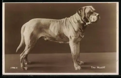 AK Grosser Mastiff mit aufmerksamem Blick, Hund