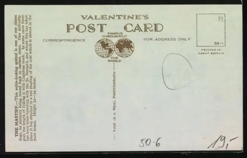 AK Grosser Mastiff mit aufmerksamem Blick, Hund