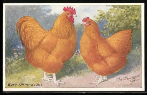 Künstler-AK Buff Orpingtons, Hahn und Henne, The Feathered World