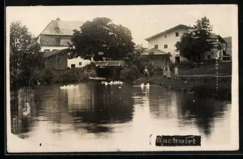 AK Kollerschlag, Kinder am Ufer mit Schwänen, Bachwirt