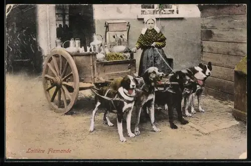 AK Laitière Flamande, Hundegespann mit Milchkannen