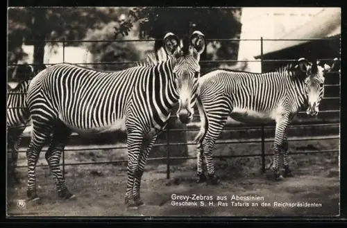 AK Berlin, Grevy-Zebras aus Abessinien, Geschenk S.H. Ras Tafaris an den Reichspräsidenten