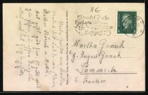 AK Berlin, Grevy-Zebras aus Abessinien, Geschenk S.H. Ras Tafaris an den Reichspräsidenten