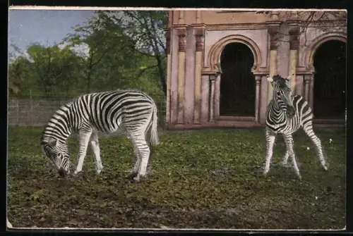 AK Köln a. Rh., Zoologischer Garten, Zebras
