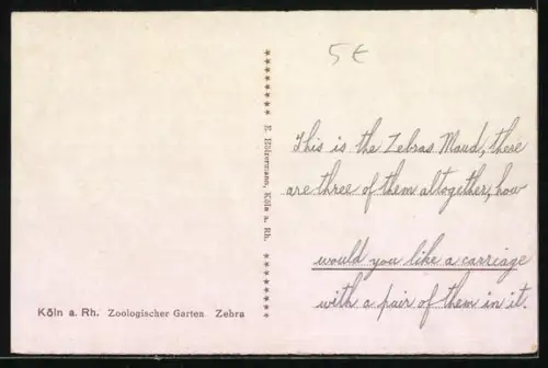 AK Köln a. Rh., Zoologischer Garten, Zebras