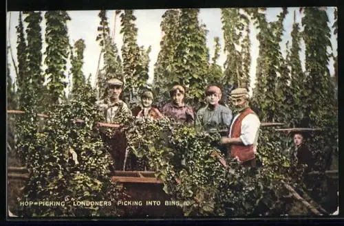 AK Hop-Picking, Londoners picking into bins