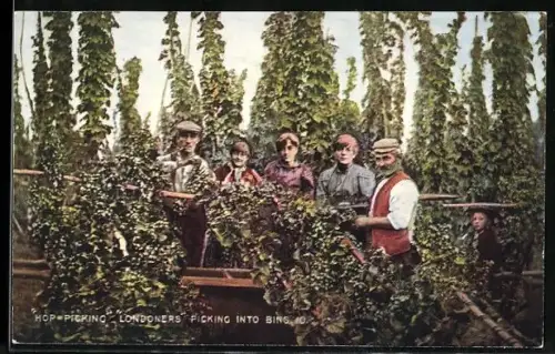 AK Hop Picking, Londoners picking into Bins, Bauern ernten Hopfen