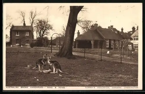 AK Chessington, Surrey`s Zoological Gardens, Australian Brown Kangaroos Rang & Renee