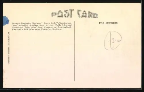 AK Chessington, Surrey`s Zoological Gardens, Australian Brown Kangaroos Rang & Renee