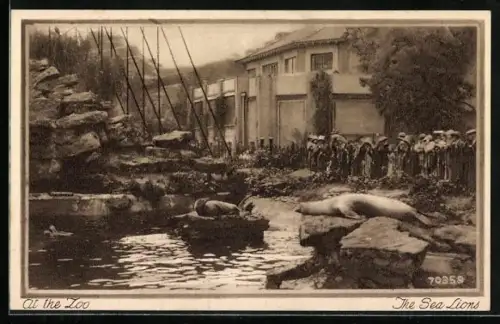 AK London, At the Zoo, Sea Lions, Seelöwen