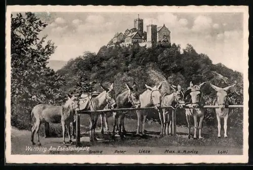 AK Wartburg, am Eselstandplatz, Reitesel Hans, Grethe, Liese, Max und Moritz und Lotti