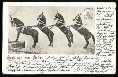 AK Zirkuspferde machen eine Figur