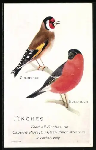 Künstler-AK Reklame für Capern's Perfectly Clean Finch Mixture, Goldfinch und Bullfinch