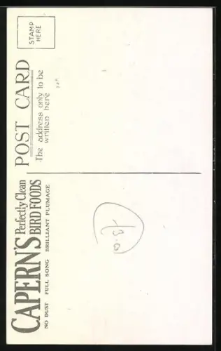 AK Zebra Finch, Java Sparrow, Zebrafink und Reisfink