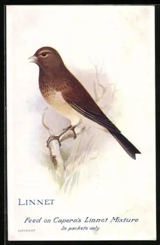 AK Linnet, Bluthänfling auf einem Zweig