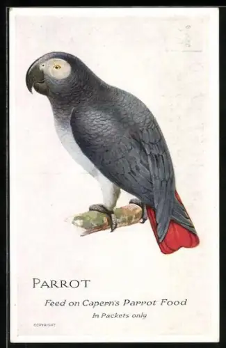 Künstler-AK Parrot, Feed on Capern`s Parrot Food