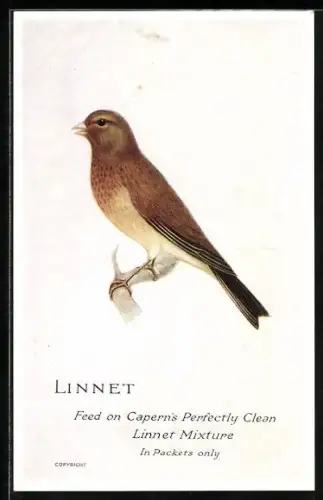 Künstler-AK Reklame Capern's Perfectly Clean Linnet Mixture, Linnet