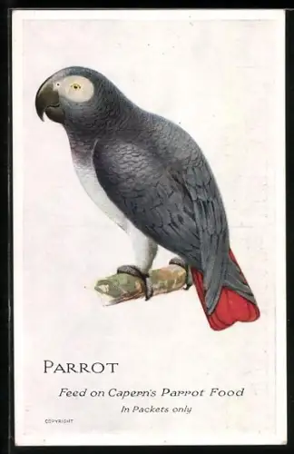 Künstler-AK Parrot, Feed on Capern`s Parrot Food