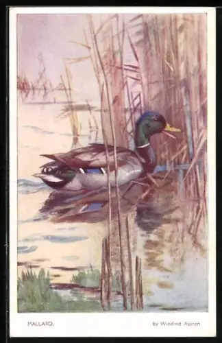 AK Mallard (Stockente) auf einem Teich