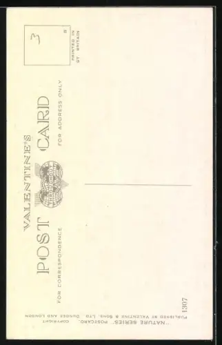 AK Mallard (Stockente) auf einem Teich