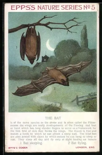 AK Epps`s Nature Series No 5, The Bat, Fledermaus schlafend und fliegend