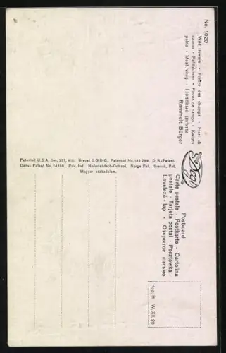 Ölgemälde-Imitations-AK Degi Nr. 1020: Ein Blumenstrauss mit Mohn und Kornblumen