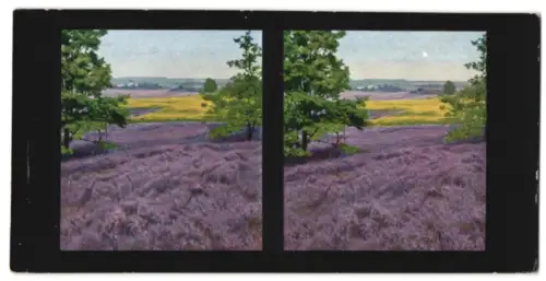 Stereo-Fotografie Chromoplast No. 234, Lüneburger Heide, Heide mit Acker