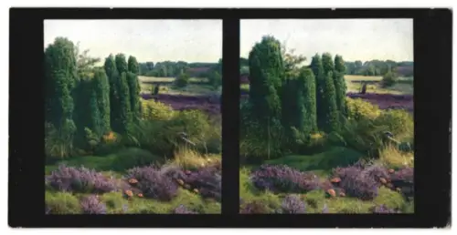 Stereo-Fotografie Chromoplast No. 233, Lüneburger Heide, Heide mit Wacholderbüschen