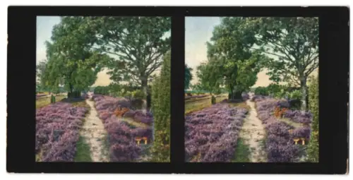 Stereo-Fotografie Chromoplast No. 232, Lüneburger Heide, Fussweg in der Heide