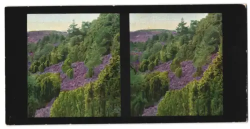 Stereo-Fotografie Chromoplast No. 231, Lüneburger Heide, Totengrund in der Heide
