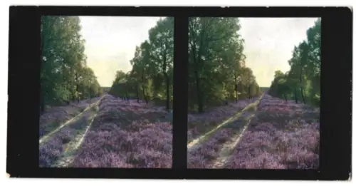 Stereo-Fotografie Chromoplast No. 229, Lüneburger Heide, Fahrweg in der Heide, Lavendelfeld