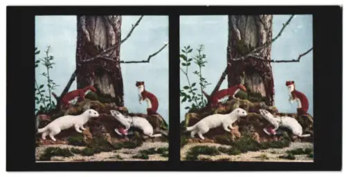 Stereo-Fotografie Chromoplast No. 144, Aus dem leben der Säugetiere I, Grosses und kleines Wiesel