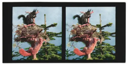 Stereo-Fotografie Chromoplast No. Aus dem Leben der Säugetiere I., Eichhörnchen (Sciurus vulgaris)