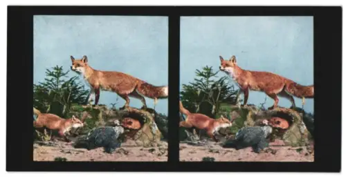 Stereo-Fotografie Chromoplast No. 140, Aus dem Leben der Säugetiere I., Fuchs (Canis vulpes)