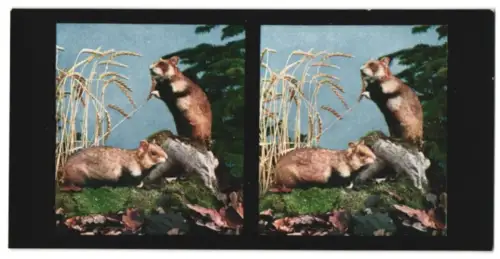 Stereo-Fotografie Chromoplast No. 142, Aus dem Leben der Säugetiere, Hamster (Cricetus frumentaris)