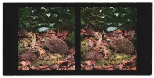 Stereo-Fotografie Chromoplast No. 143, Aus dem Leben der Säugetiere, der Igel (Erinaceus europaeus)