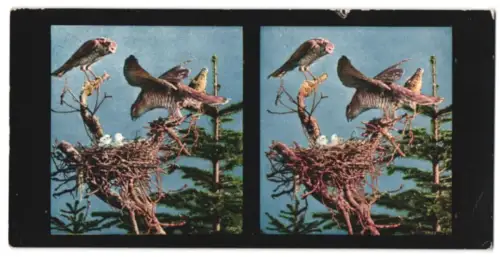 Stereo-Fotografie Chromoplast No. 150, Bilder aus der Vogelwelt I., Sperber (accipiter nisus)
