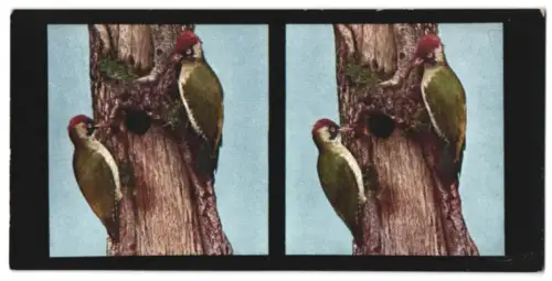 Stereo-Fotografie Chromoplast No. 149, Bilder aus der Vogelwelt I., Grünspecht (Picus viridis)